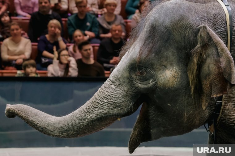    В Чите детям вручили билеты в цирк с надписью «Бедолага», пишет Mash