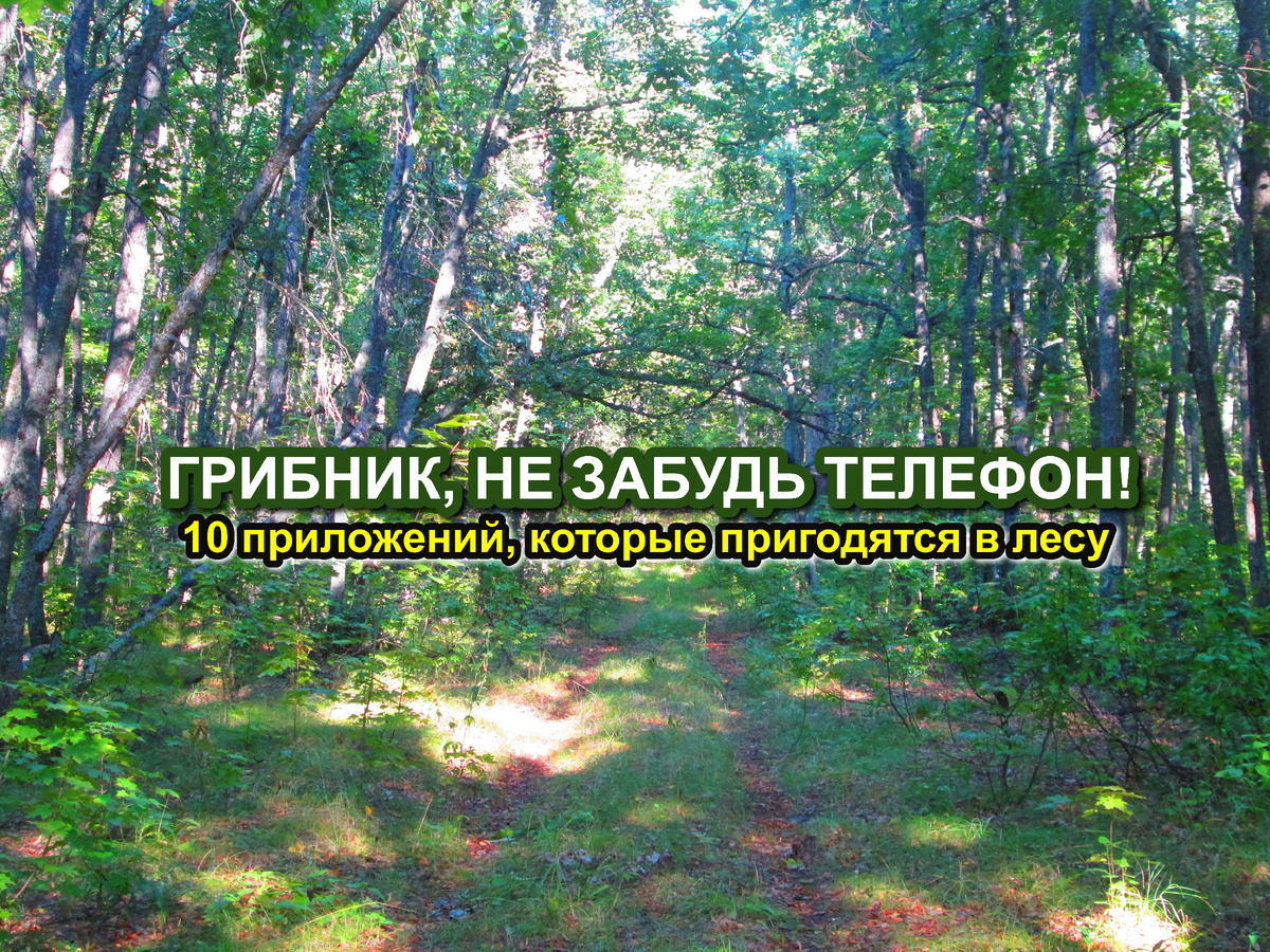 Лес в Вольском районе Саратовской области