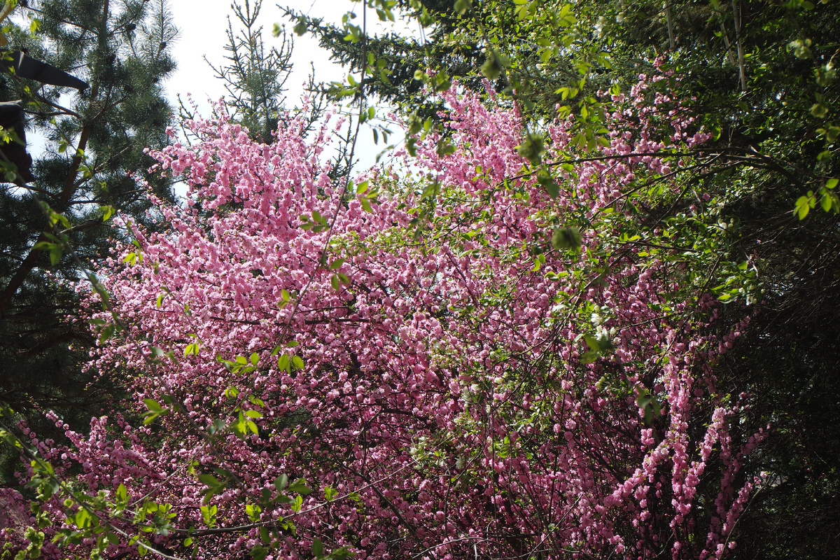 иркутский декоративный миндаль близ Казанской церкви