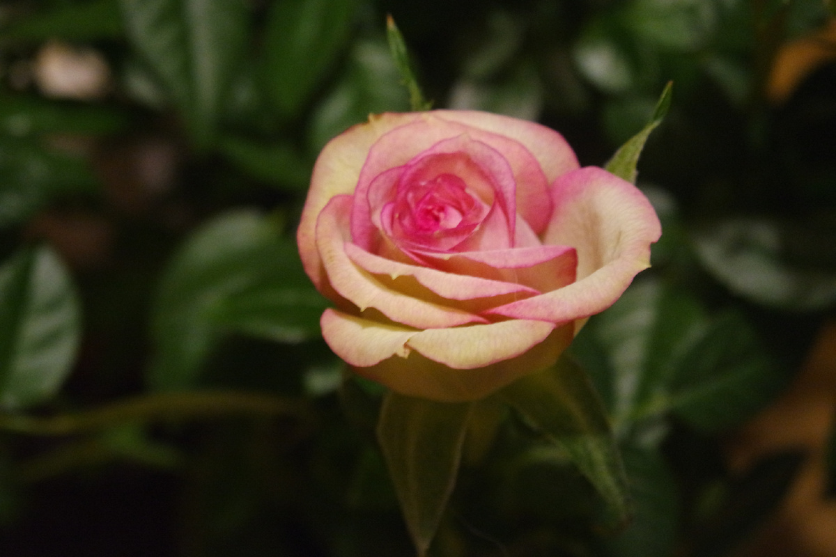 кустовые розы, подаренные родителями третьего класса... они уже отцвели, но было очень нежно и красиво ещё несколько дней назад...