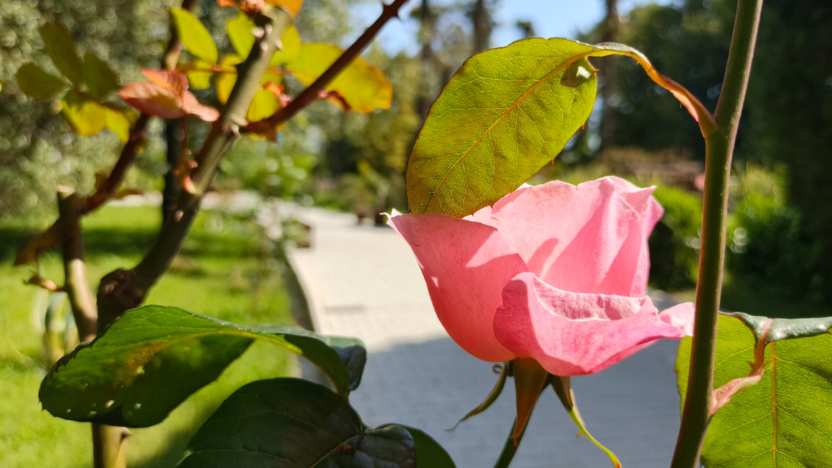 Роза в Приморском парке в Старой Гагре. Май 2025. Фото автора.