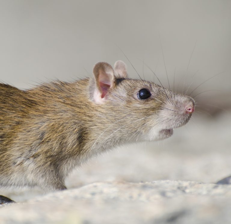    Фото: Freepik / wirestock Александра Горохова