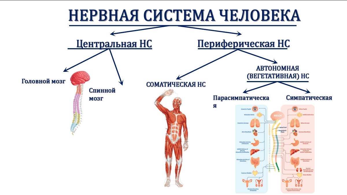 Строение нервной системы (пусть и на основе устаревших критериев, но для наших целей очень наглядное) 