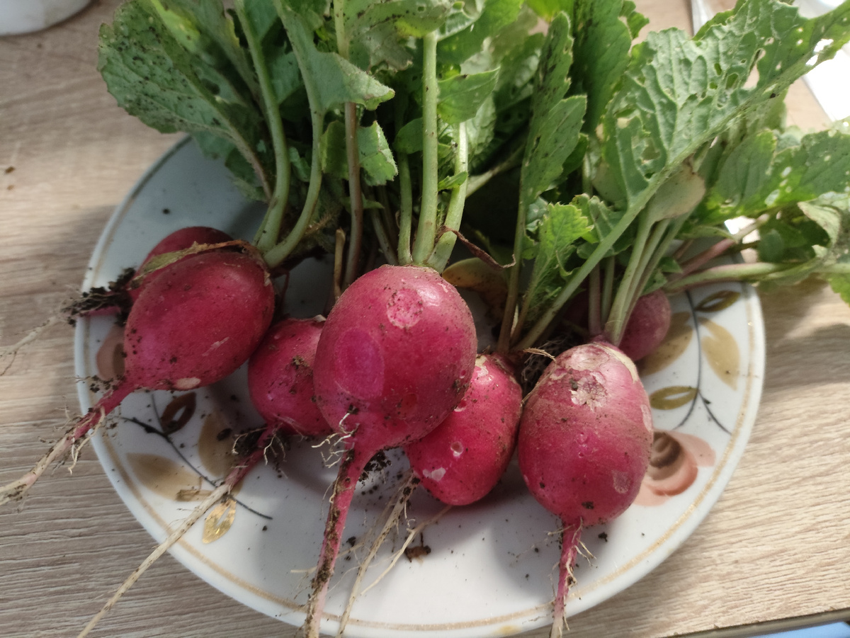 Это уже вторая партия редиски вызрела. Потеплело, она быстро и выскочила.