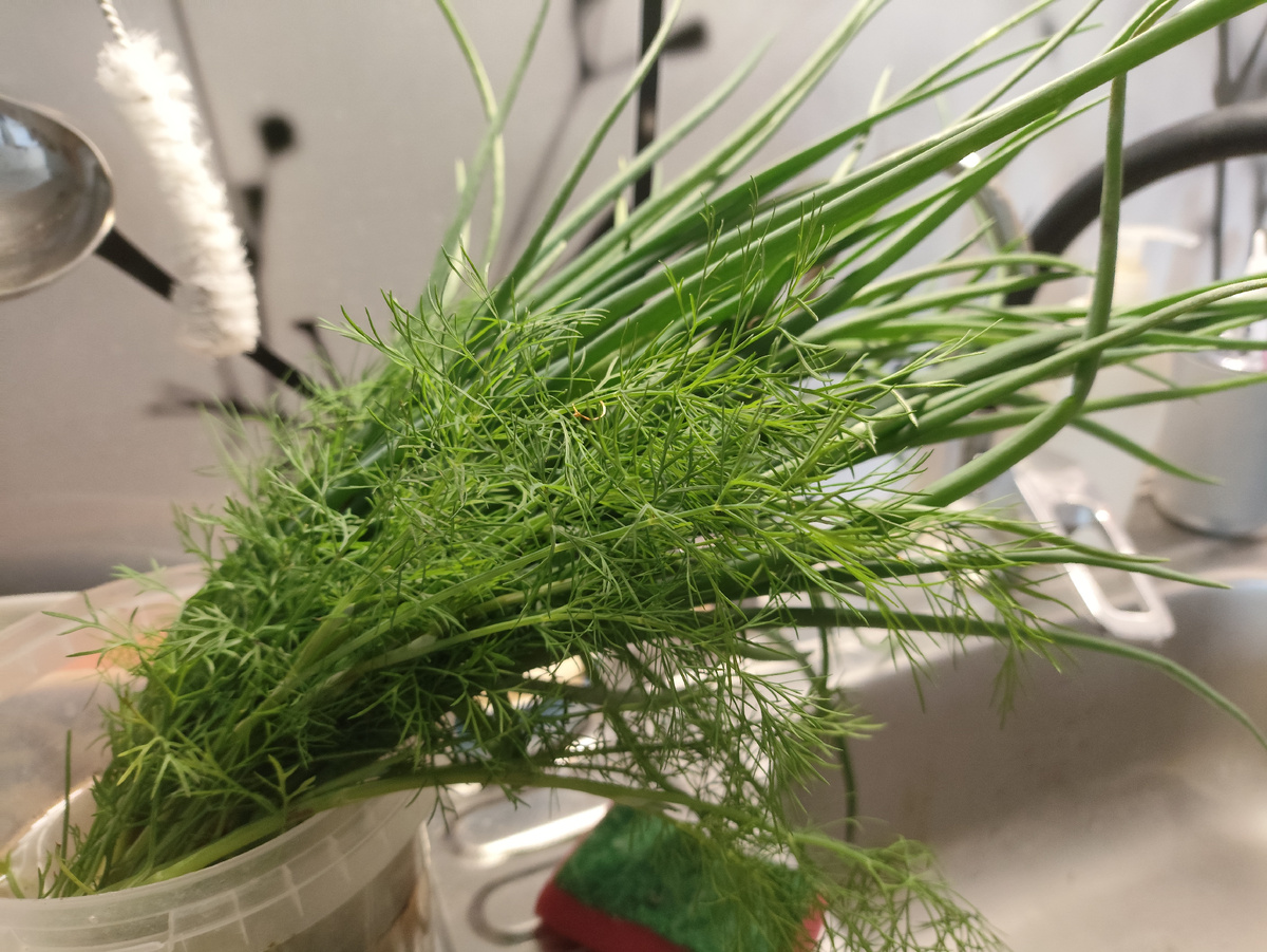 Начала было укроп рвать, потом вспомнила, что купила огромный пучок )))