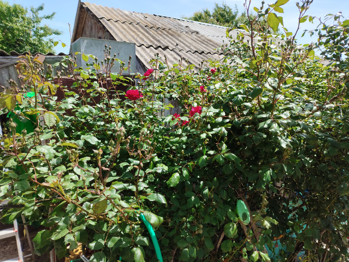 Роза еще не собрана...