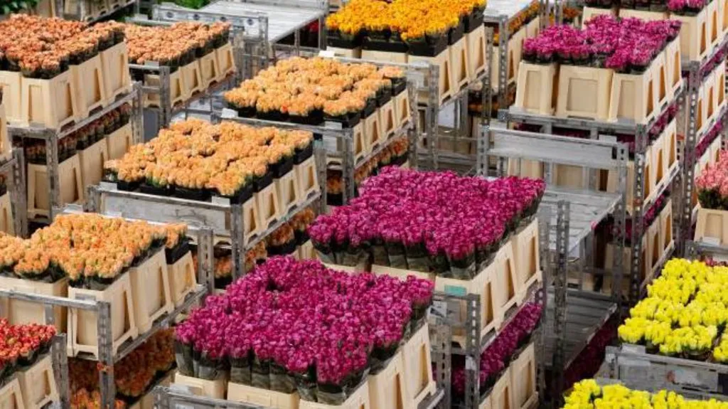Кения - основной экспортер цветов в Европу