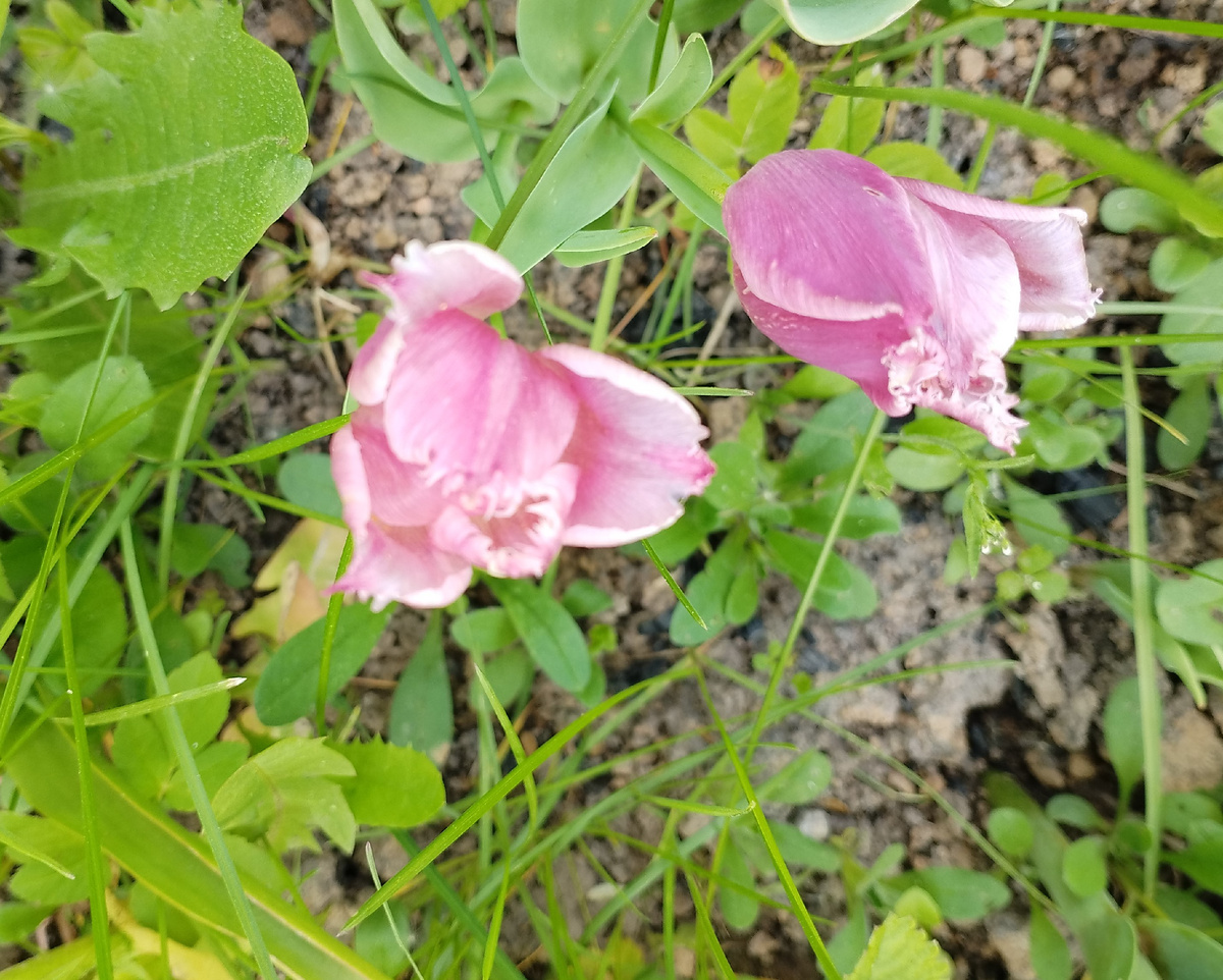 розовенькие