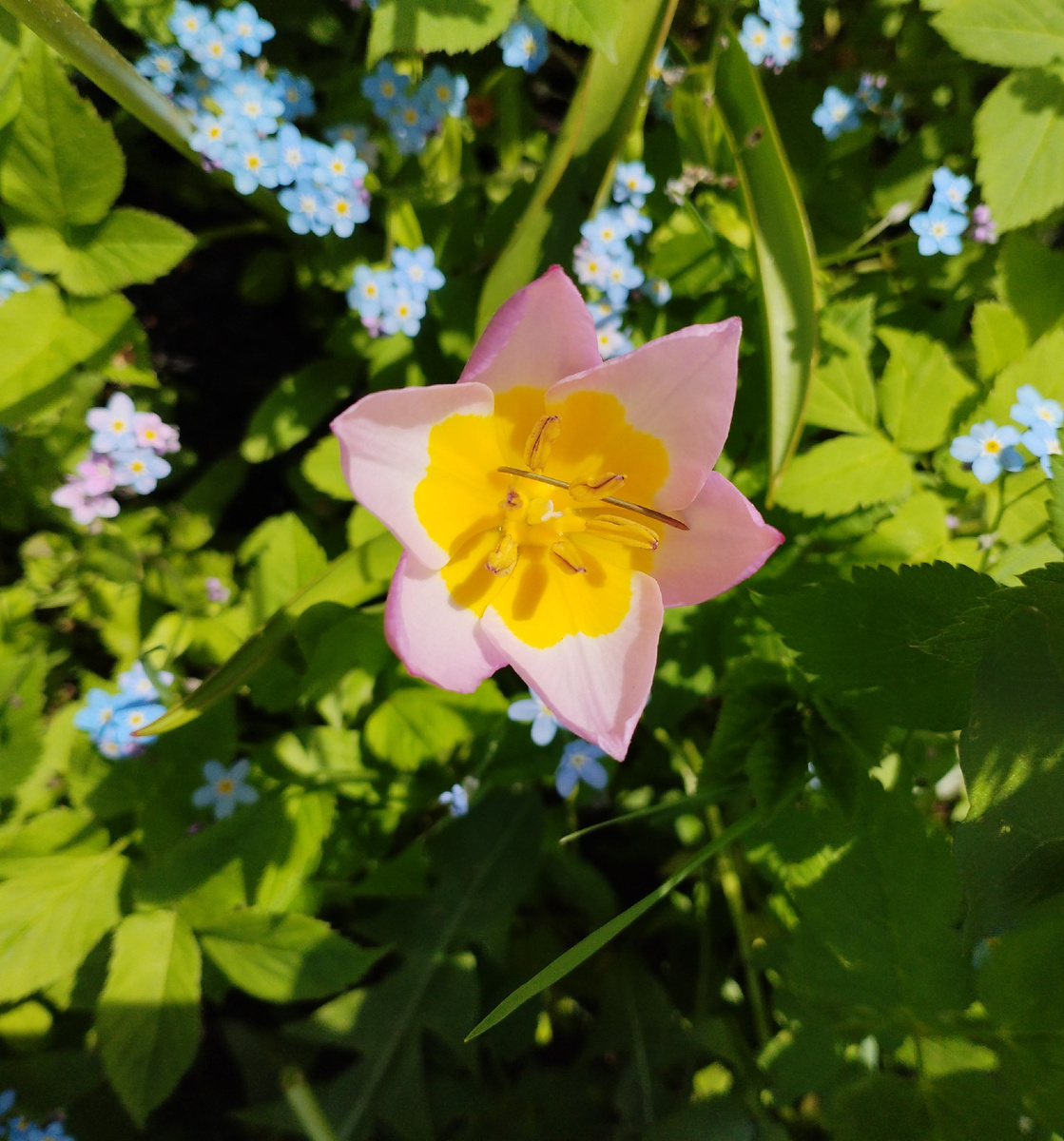 с жёлтой сердцевинкой