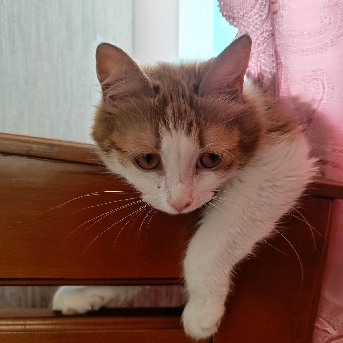 обиделась.... 🐱