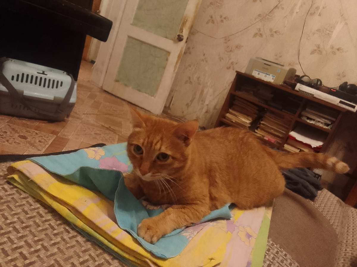 Желтый Аббат. Попал в семью уже кастрированым, потому и получил имя Аббат.