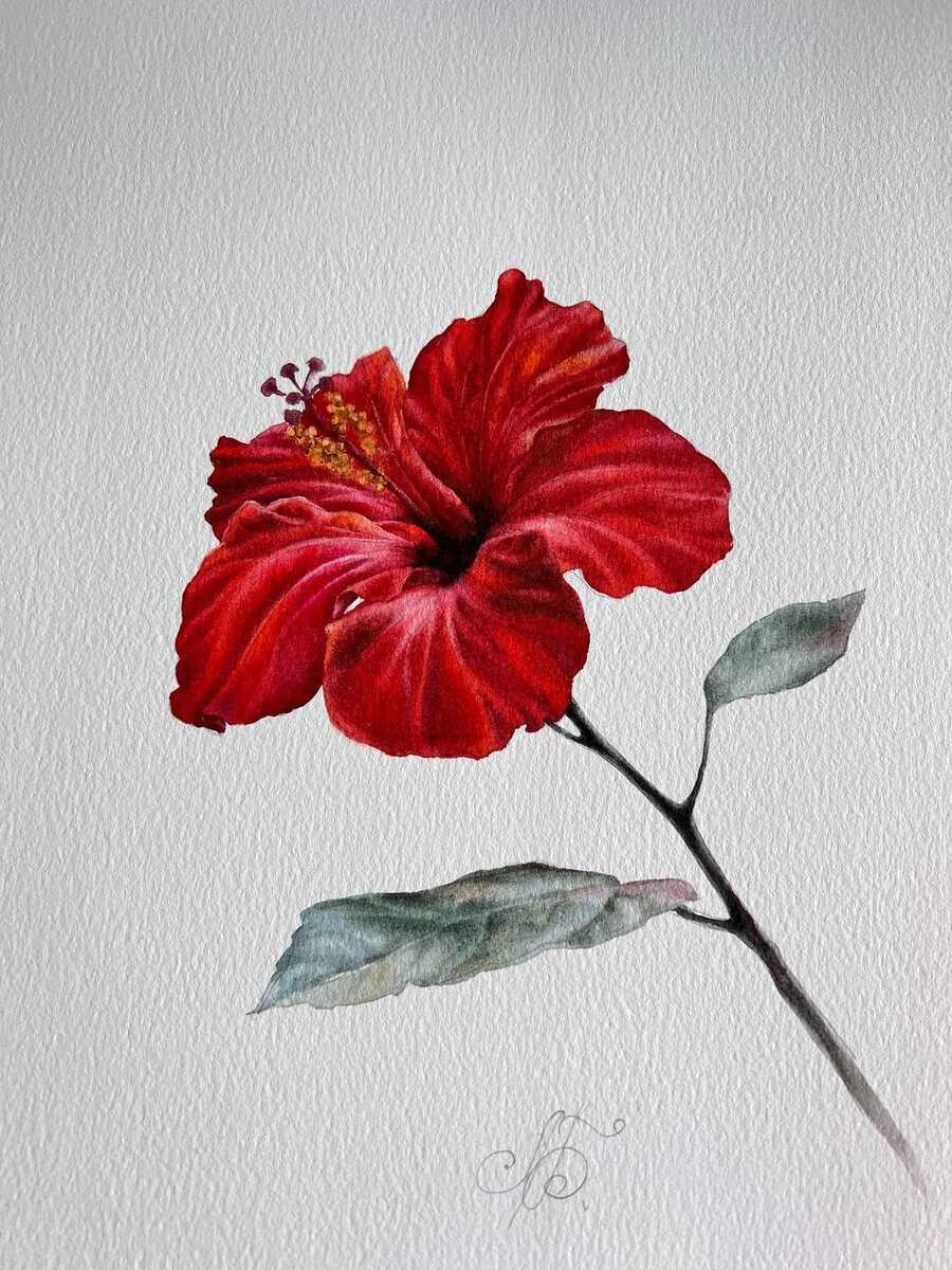Гибискус, акварель. Автор Лилия Бето