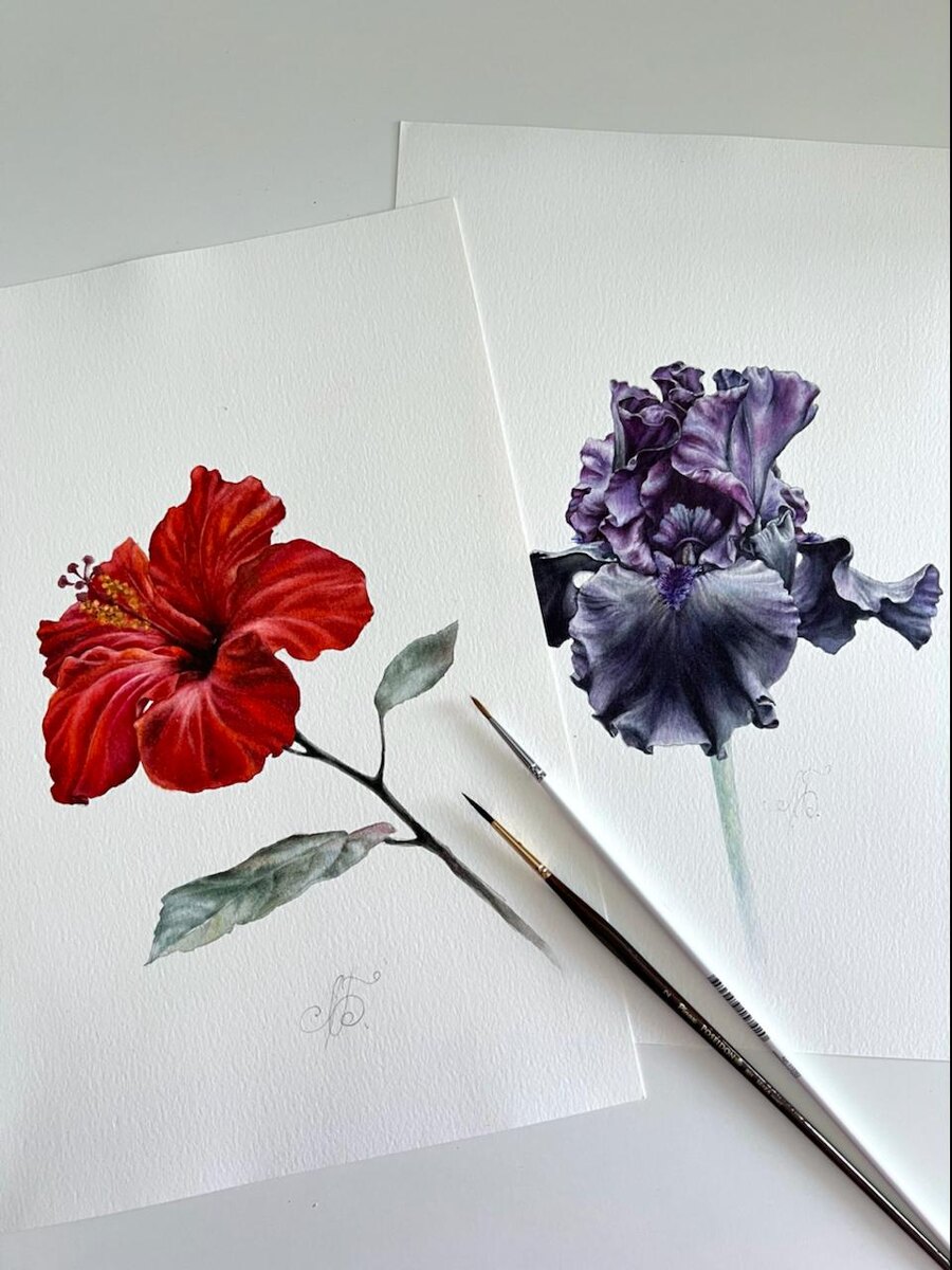 Гибискус и Черный ирис, акварель. Автор Лилия Бето