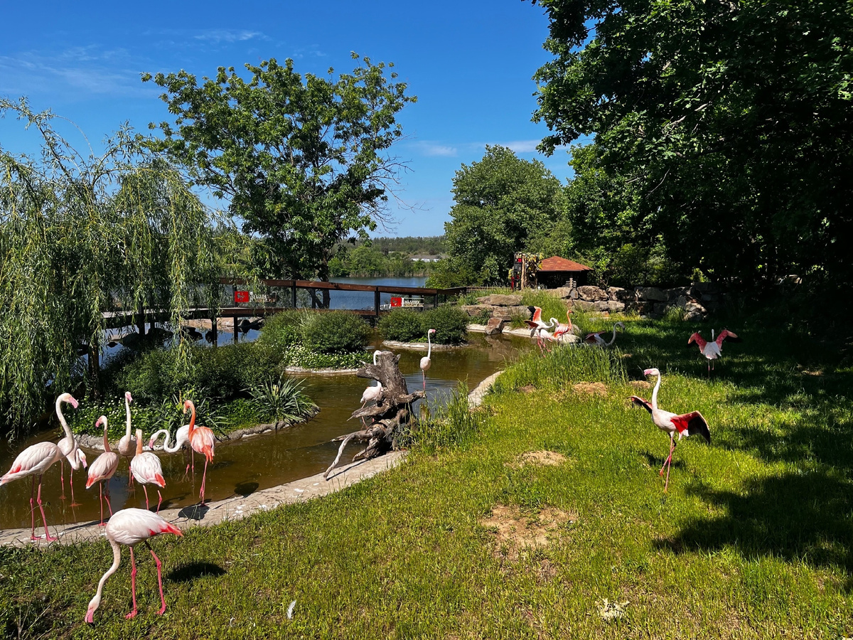 Розовые фламинго