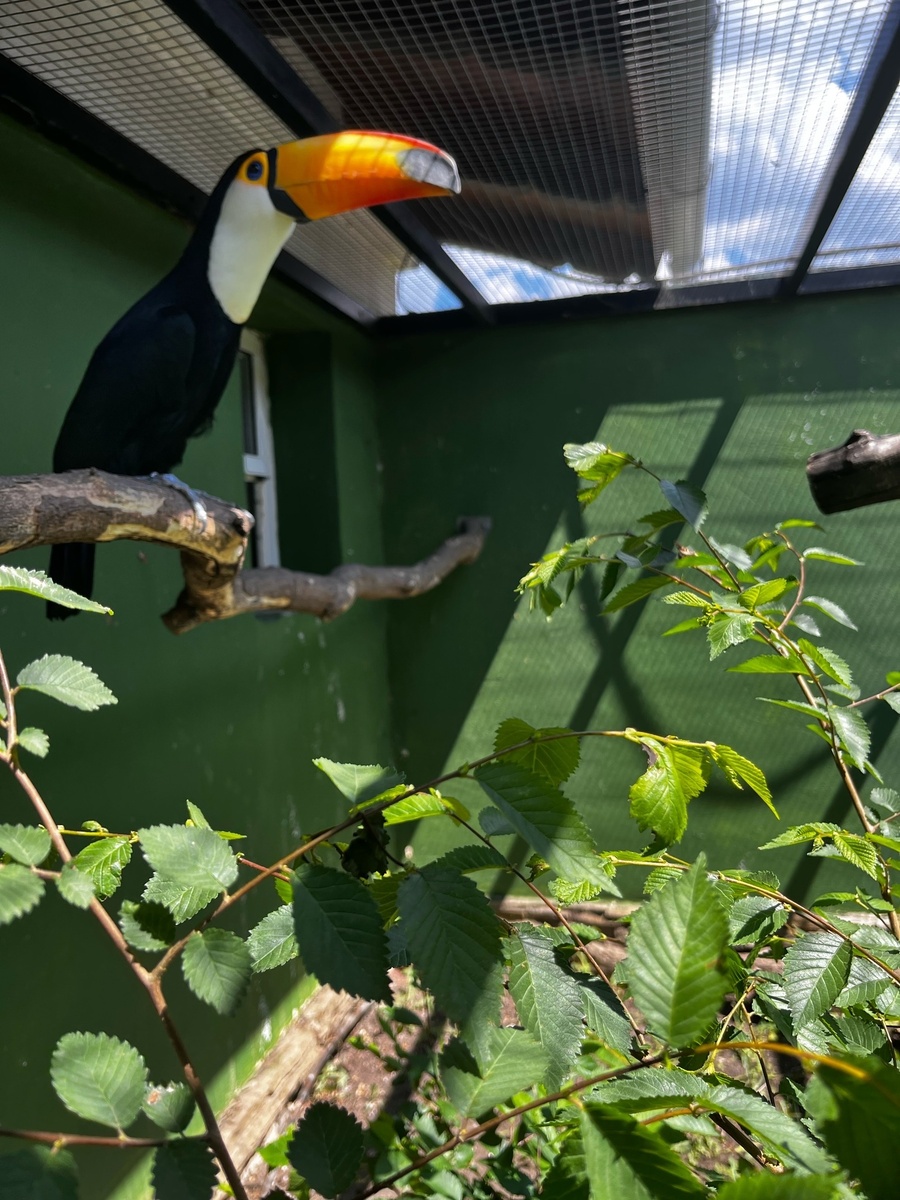 Большой тукан