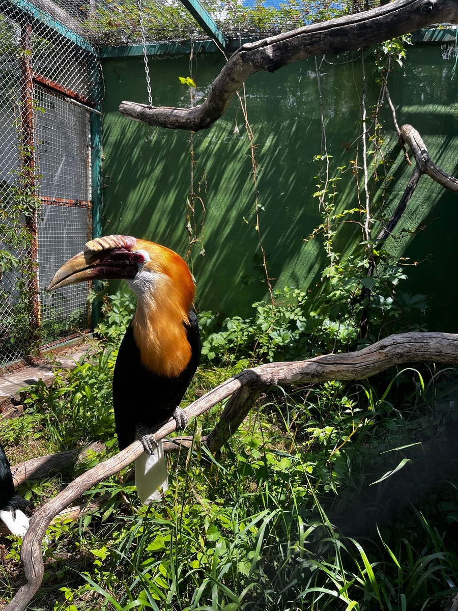 Птица-носорог