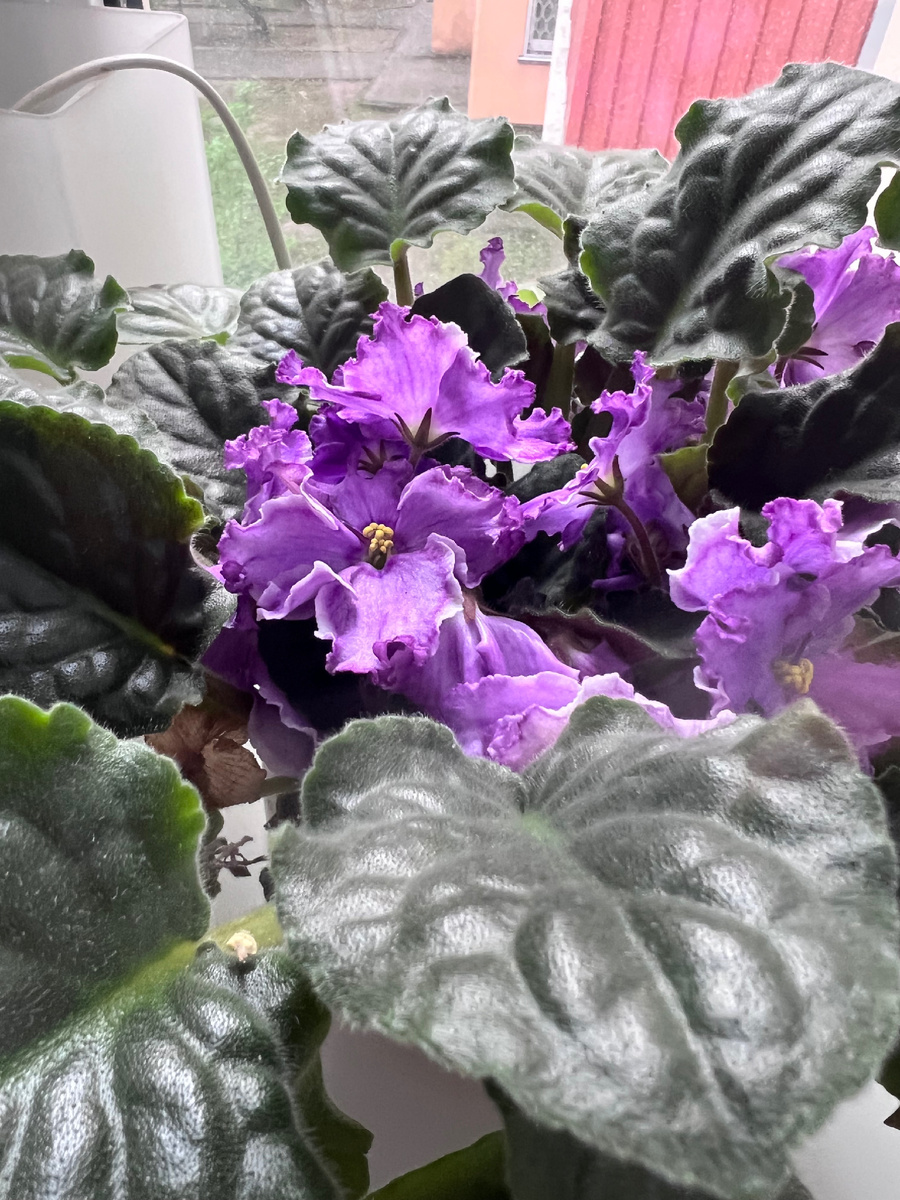 Мои красотки 