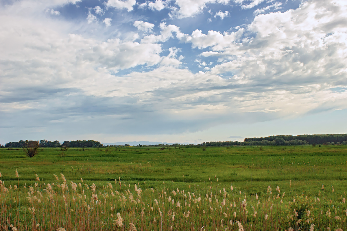 Пойма Кубани у поселка Белозерного