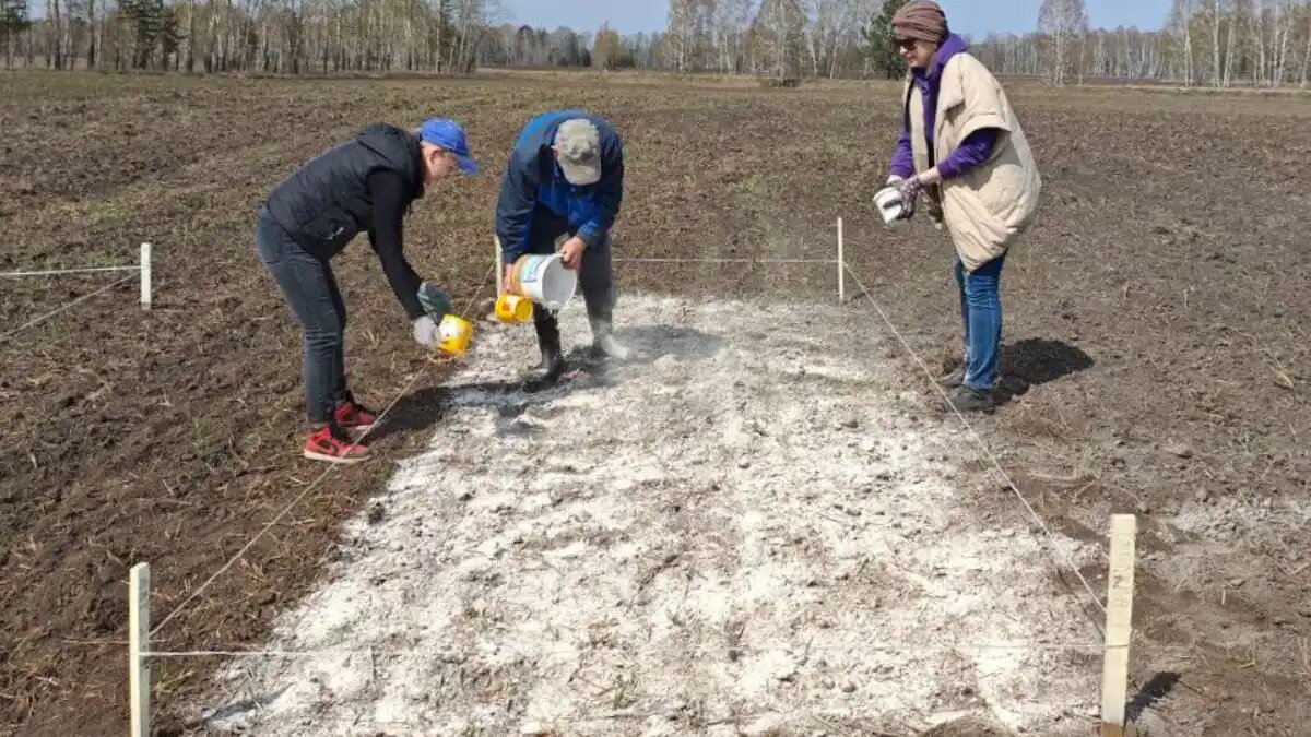 Фото: пресс-служба РосАгрохимслужбы
Алтайские ученые изучают влияние доломитовой муки на урожайность популярных злаковых культур