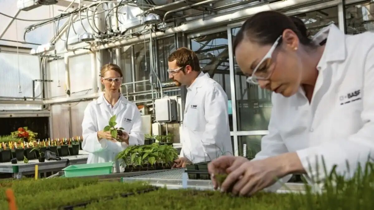 Фото:BASF
Сотрудники центра биотехнологий и здоровья растений BASF