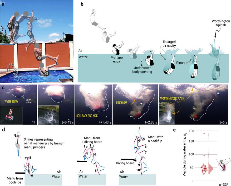 a — Последовательные кадры человека, выполняющего прыжок в стиле "ману". Видно, как он сначала делает трюки в воздухе, а потом входит в воду в виде буквы "V".
b — Схема, показывающая, что происходит дальше: человек входит в воду V-образно, под водой резко расправляет тело, создавая большую воздушную полость. Вода схлопывается и выталкивает столб воды вверх — это и есть всплеск Уортингтона.
c — Кадры из-под воды: сначала — вход, затем — резкое движение ногами, расширение пузыря воздуха, схлопывание и, наконец, мощный всплеск вверх.
d — Разные траектории и техники прыжков с бортика и трамплина, ведущие к нужной V-форме в момент входа в воду.
e — График показывает, под каким углом (V-угол) люди чаще всего входят в воду. Среднее значение — около 46 градусов — именно такой угол даёт наилучший всплеск.