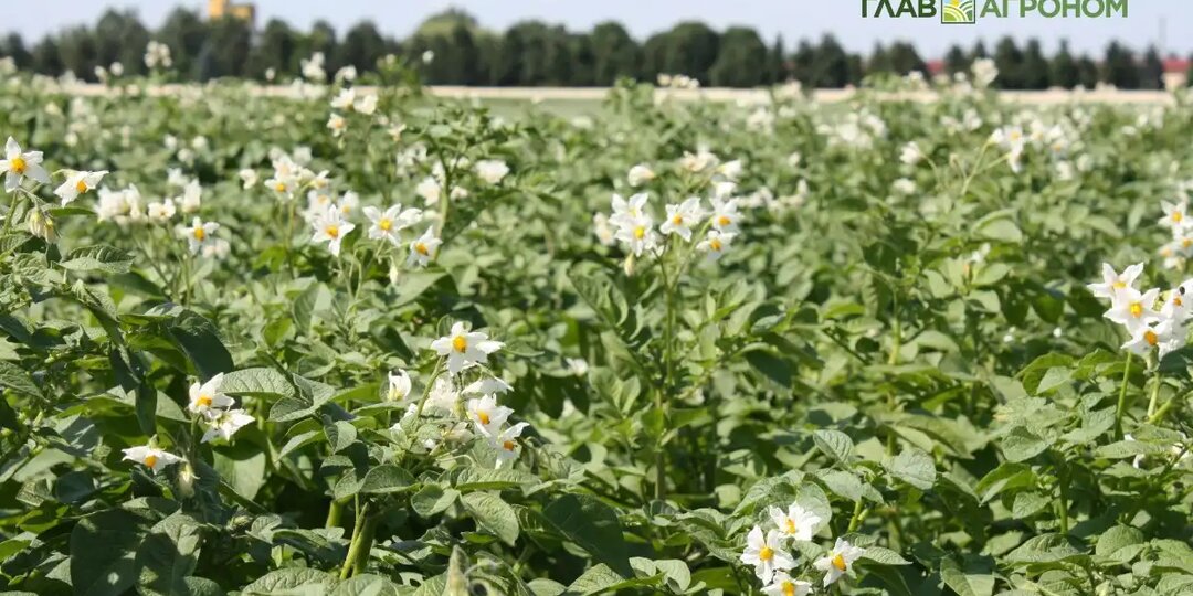 Альтернариоз картофеля: как развивается болезнь и как с ней бороться