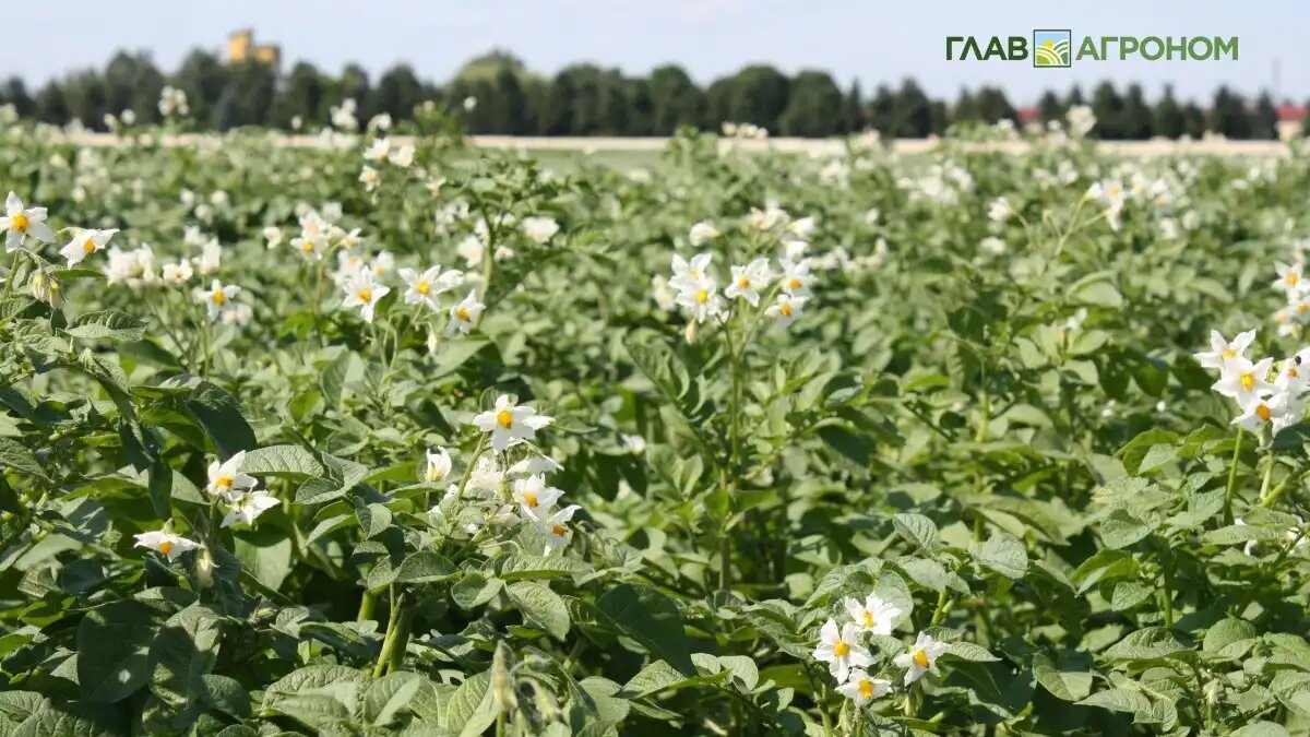 Фото:© Владимир Исаенко / Glavagronom.ru
Устойчивость сортов картофеля к альтернариозу зависит от их генетических, морфологических и биохимических особенностей