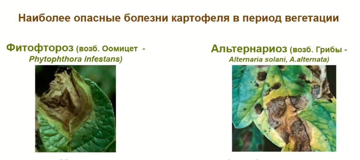 Наиболее опасные болезни картофеля в период вегетации. Источник фото: презентация С. Спиглазовой