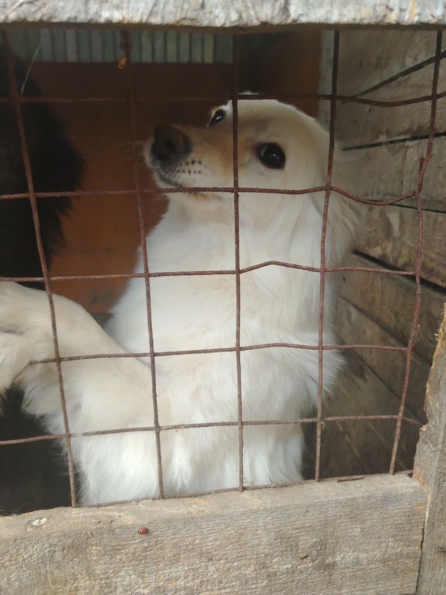 Пуша- утонченная натура 