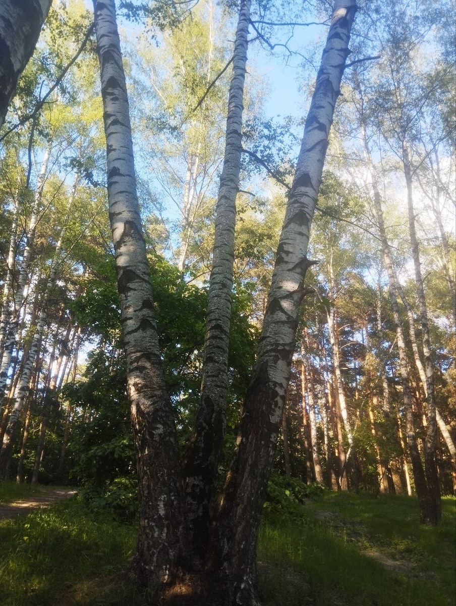 Вот такое трехпалое дерево