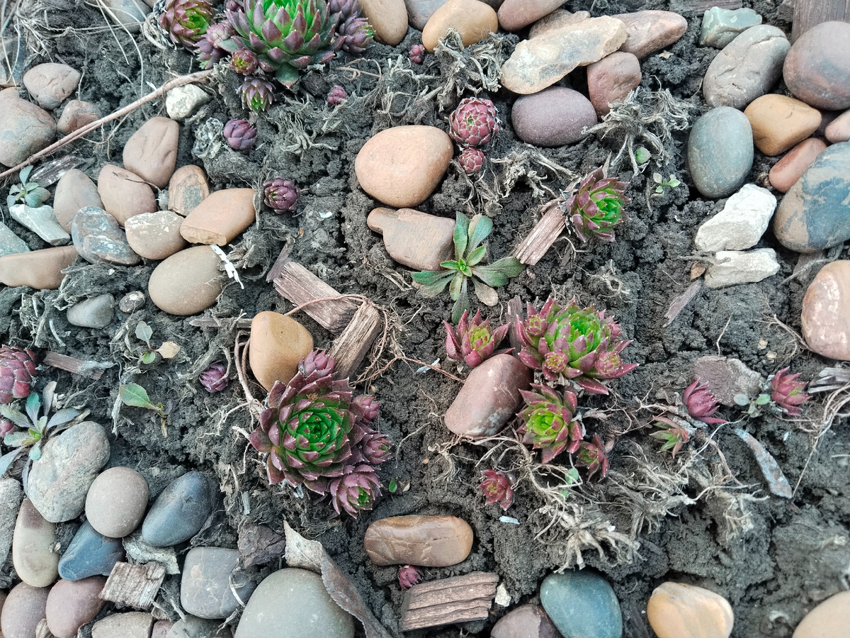 Молодило среди камней и сорняков