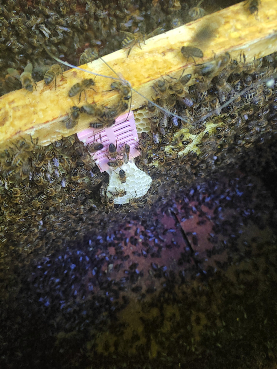 Клетка с маткой + оттянули язычок.