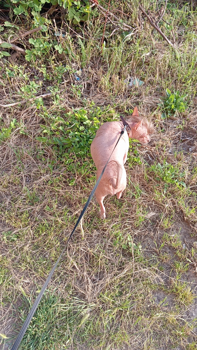 Мы с собачкой гуляем) 