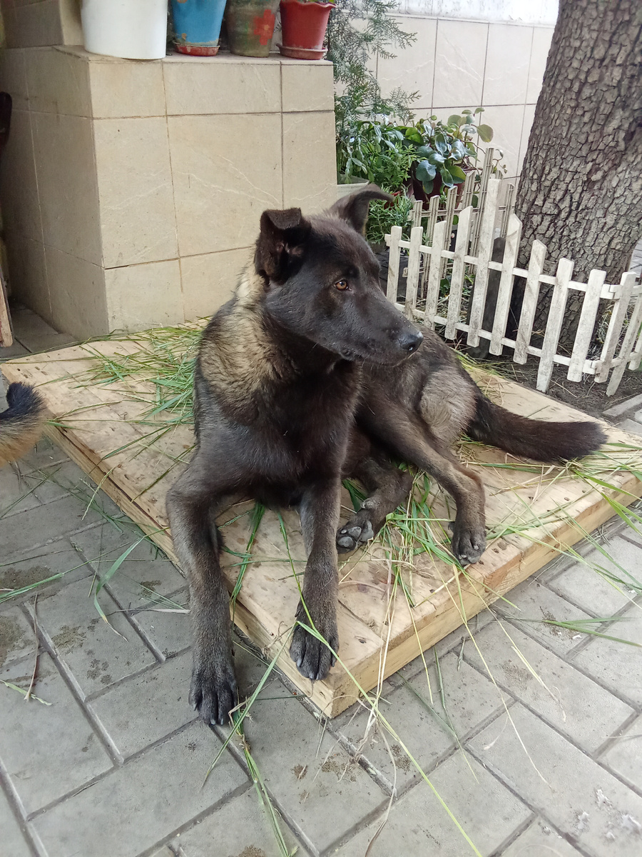 Это Медок, ему скоро будет годик.