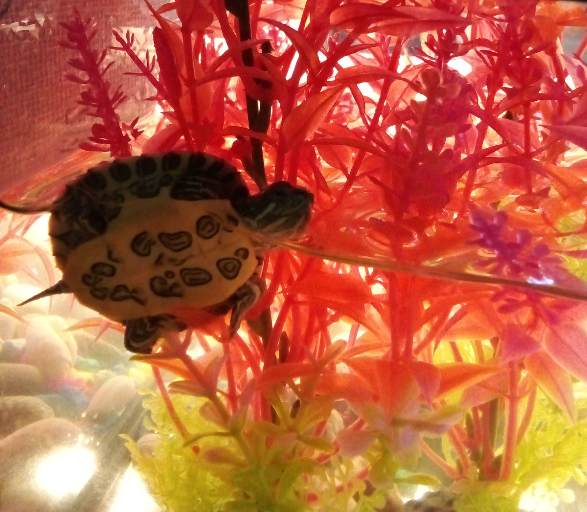 Наша малышка.