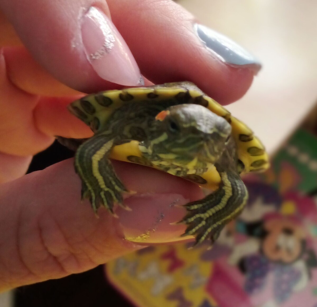 Наша малышка из Лазаревского