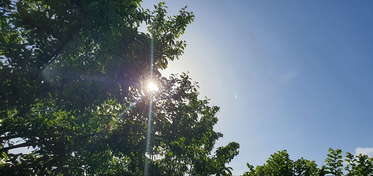 Этот вид тёплого и яркого солнца радует глаз и душу