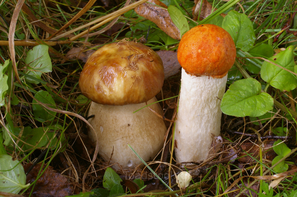 А вы за красных или за белых? (фото И.Лебединского)