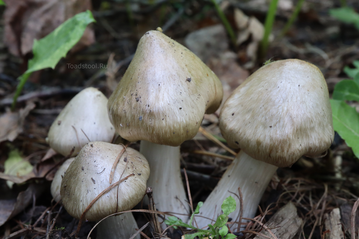 Этим энтоломам от роду где-то пол-дня (фото И.Лебединского)