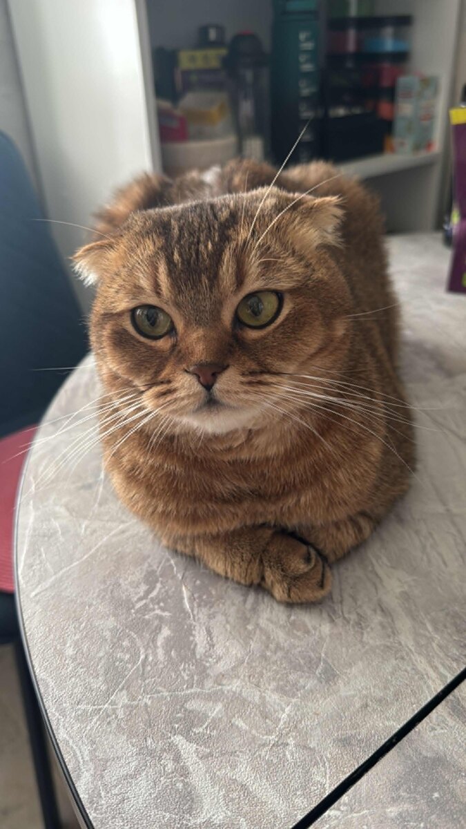 Мэй Ли (из личного архива)