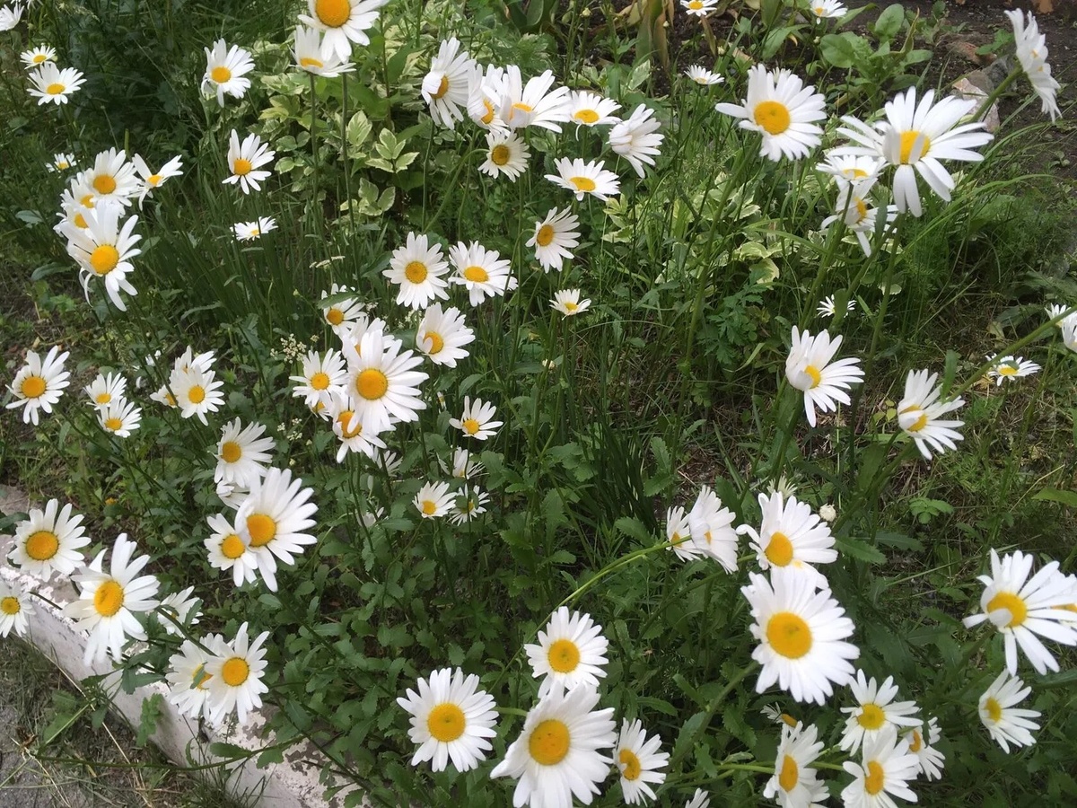 Такие ромашки растут в саду 