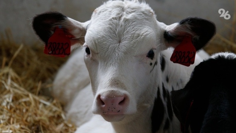      Фото: ИА «Победа26»