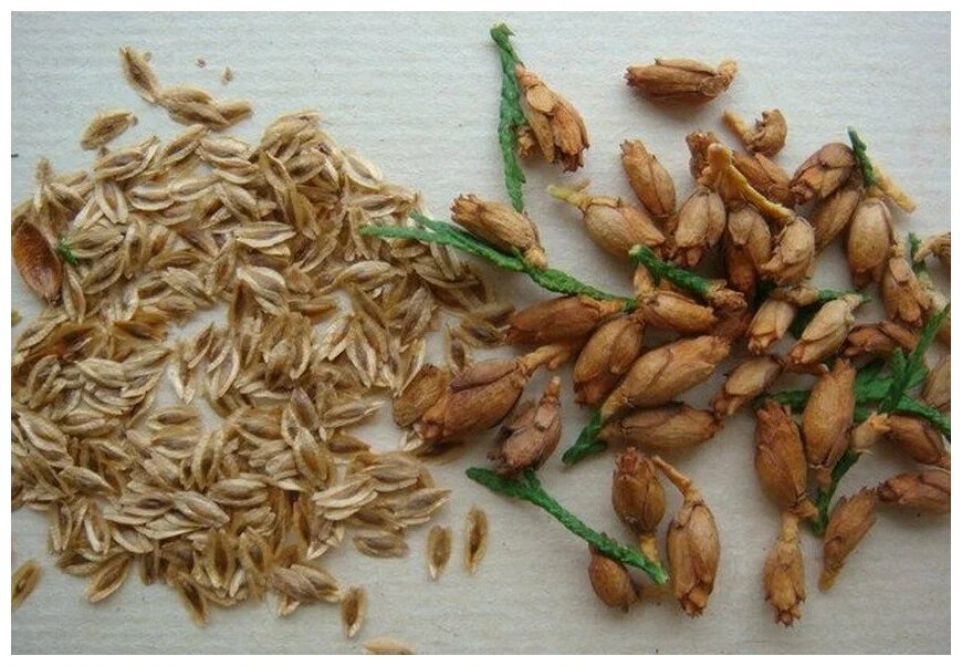 Семена (слева) и шишки (справа)