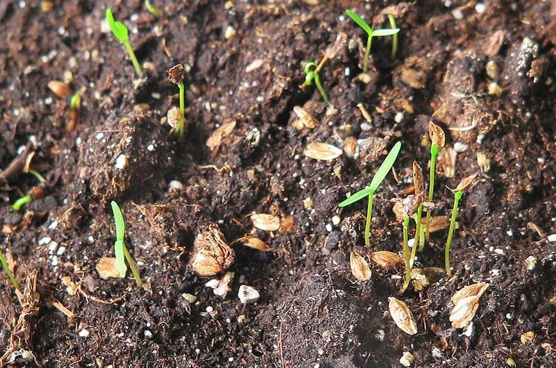 Первые всходы