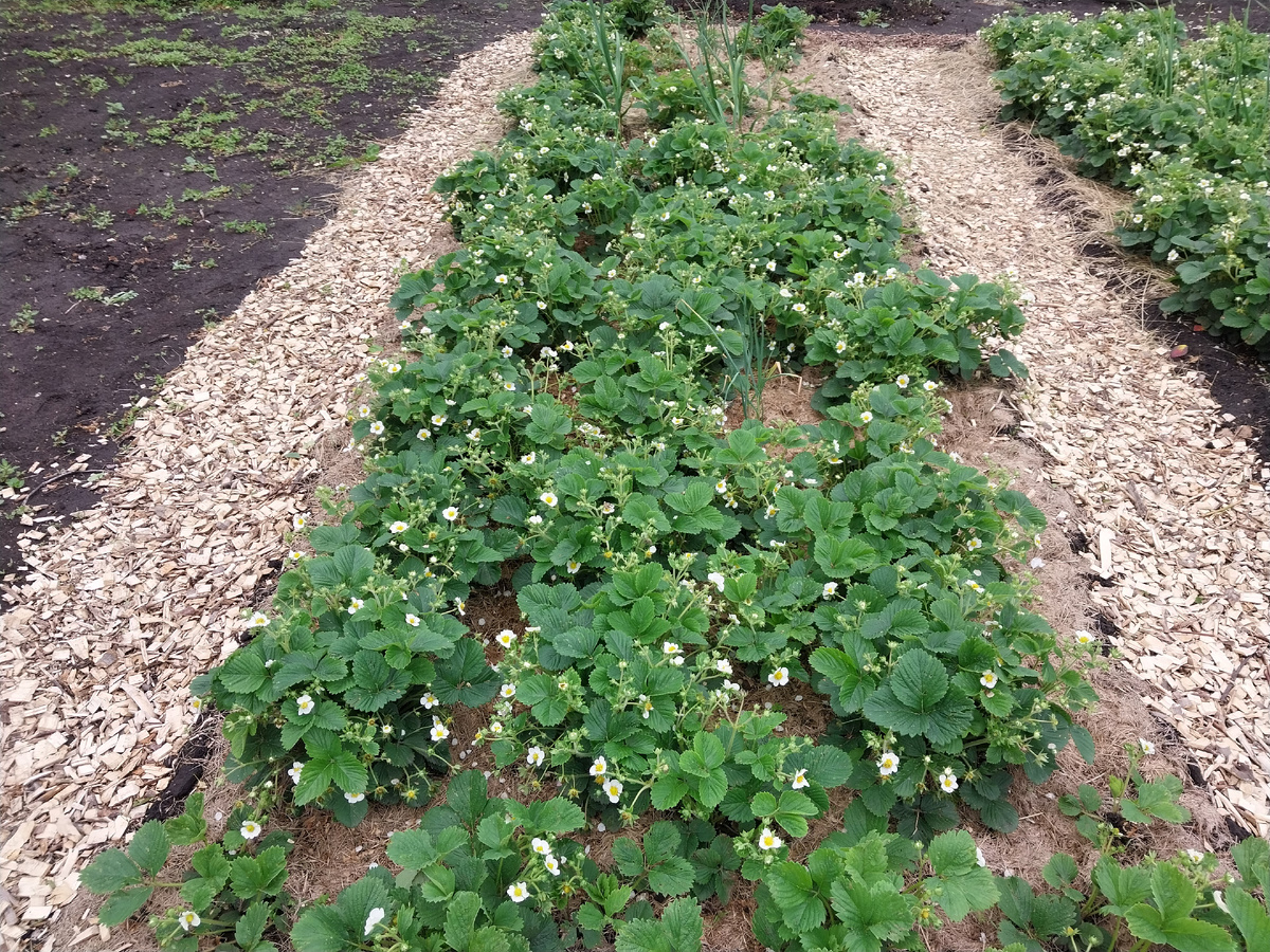 Дорожки из щепы, мульча на грядке из скошенной травы.