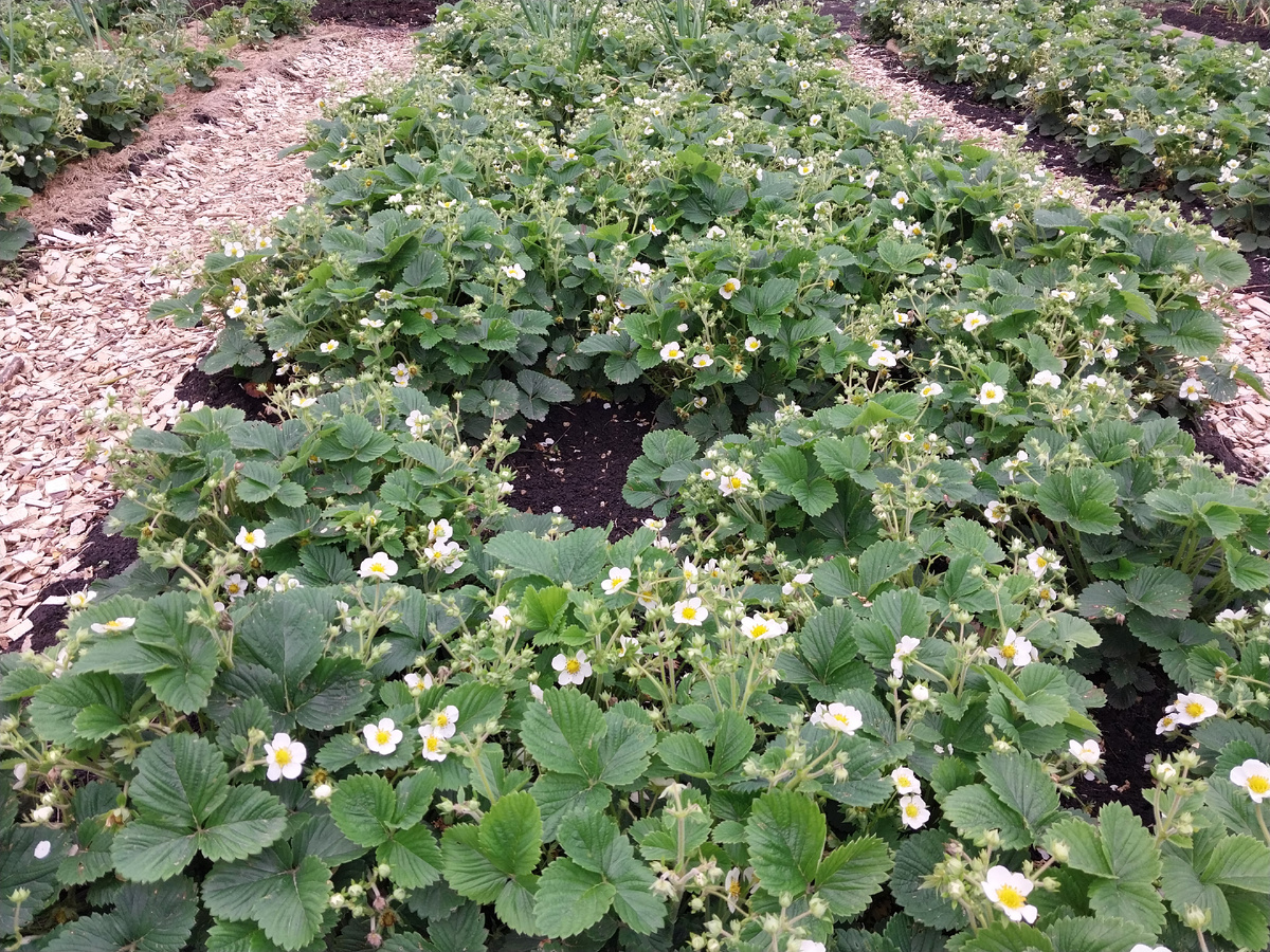 В очереди на мульчирование.