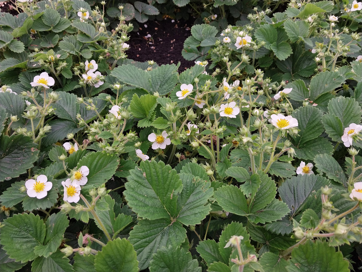 Клубника цветет хорошо, будет ли столько же ягод? Прогнозируют заморозки.