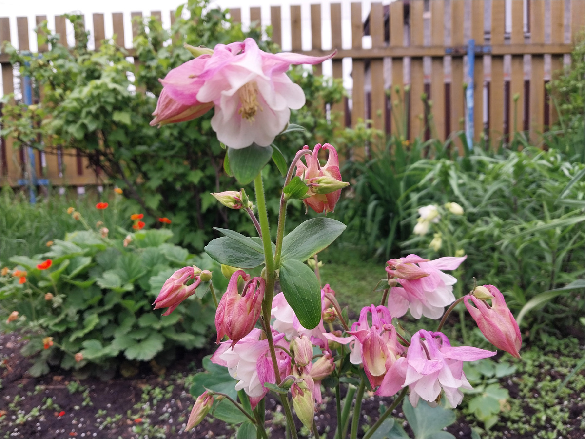 Аквилегия розовая.