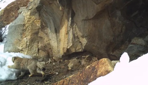 (с) Wildlife Wing-Himachal Pradesh Forest Department and Nature Conservation Foundation.