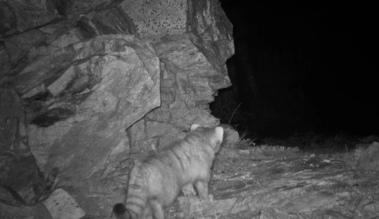 (с) Wildlife Wing-Himachal Pradesh Forest Department and Nature Conservation Foundation.